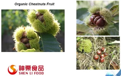 Fresh Chestnut