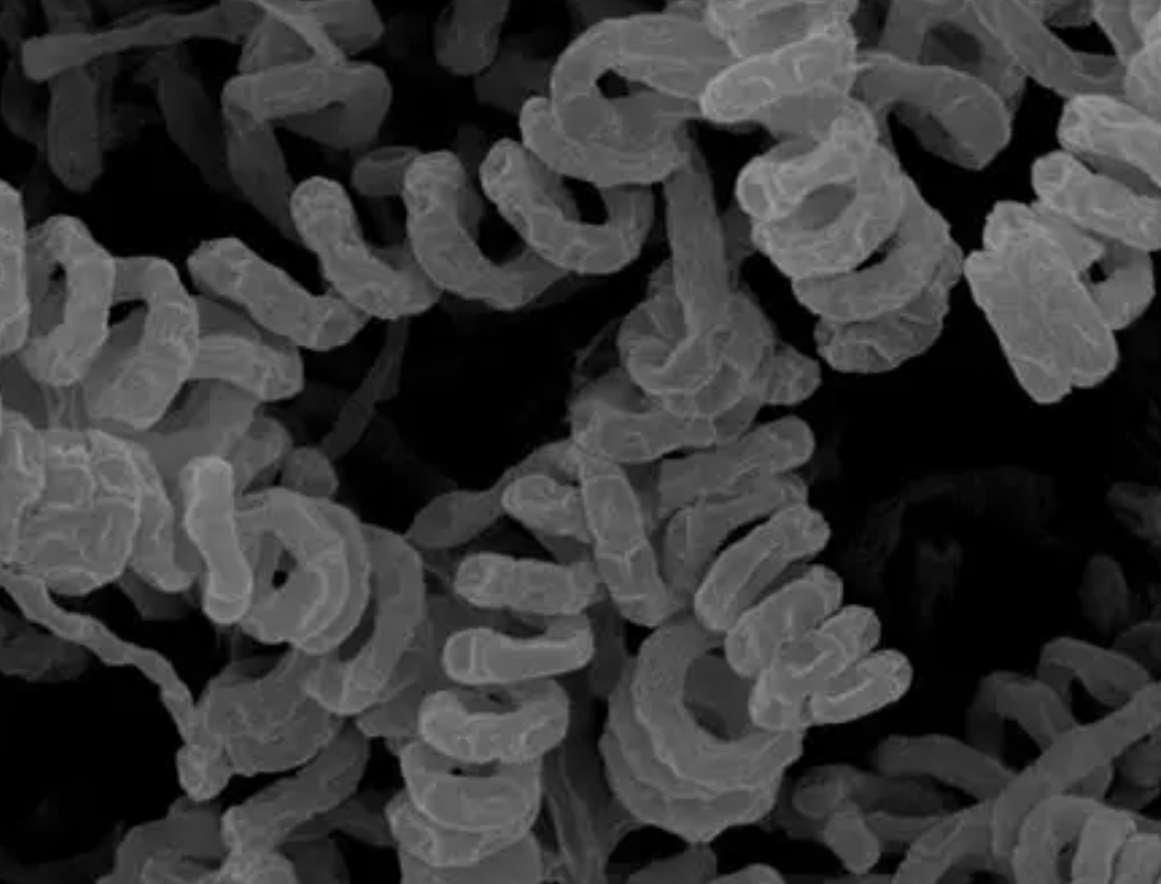High Purity Streptomyces Avermitilis