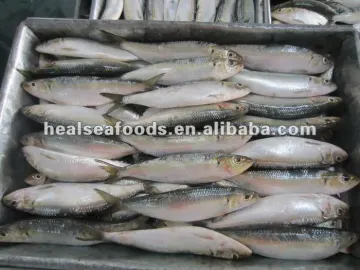 Bait Sardine Fish