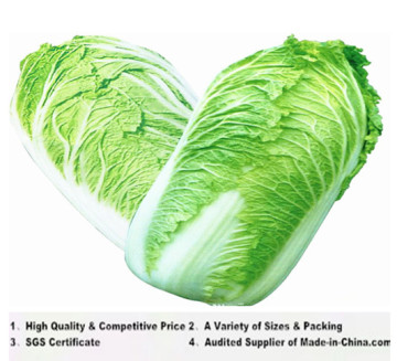 2014 High Quality Chinese Cabbage