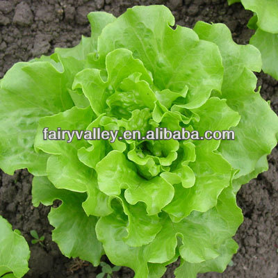 Hybrid F1 Hot Resistance Bolting Resistance Heat Tolerant Italy Lettuce Seeds For Sale