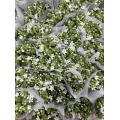 Oxypetalum Caeruleum لترتيبات الزفاف