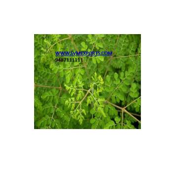 Fresh Moringa Leaf For Sale