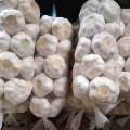 Pure white garlic 5.0-5.5cm