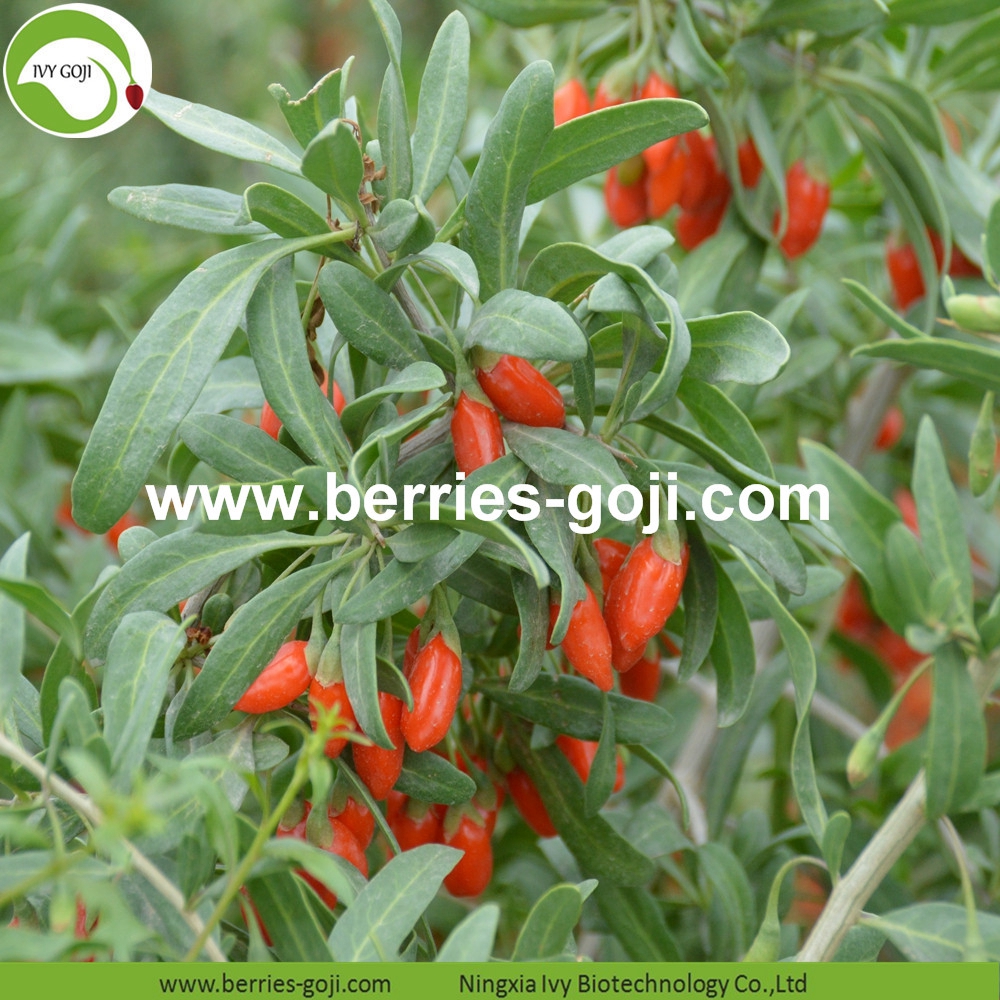 Common Goji Berry