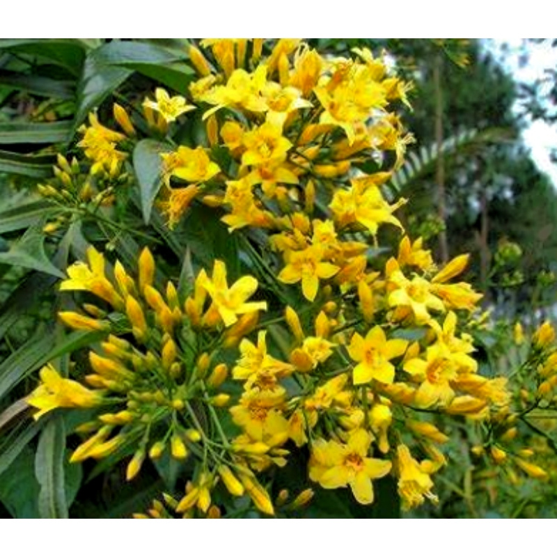 Gelsemium-Elegans-Extract-Nature-s-Remedy-for-Relaxation-and-Calm (1)