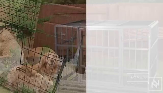 Collapsible Pet Crate for Dogs, Cats, Rabbits, and Puppies