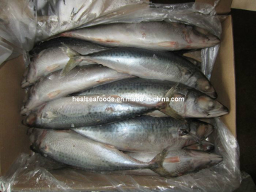 Big Size Mackerel (400-600g)