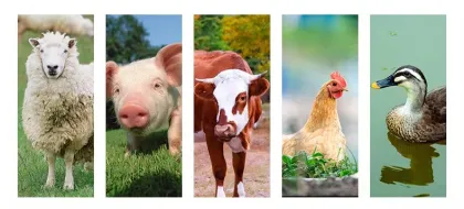 Feed Grade MCP 22%,Nutrition Supplement MCP