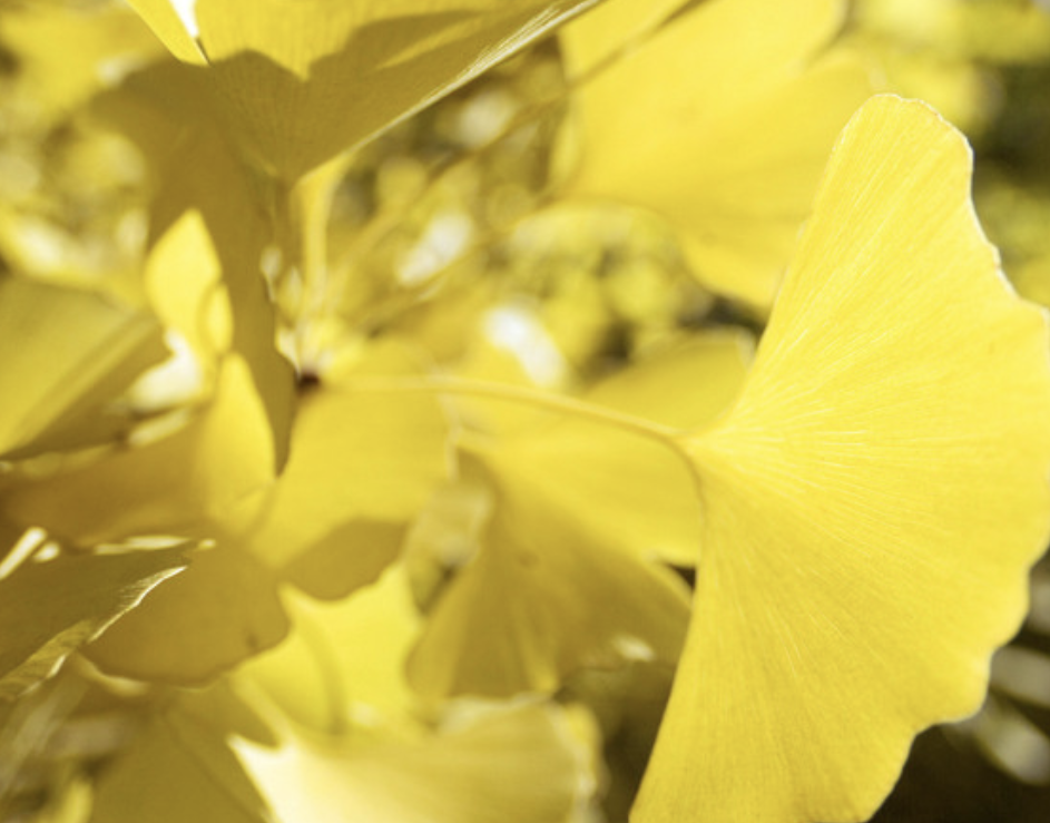 Ginkgo Biloba Extract