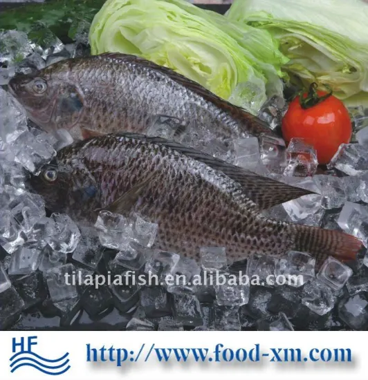 Fresh high quality frozen tilapia