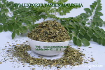 Moringa Teacut leaf Suppliers