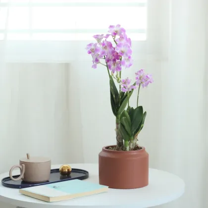 Customized Cylinder Terracotta Concrete Flower Pot for Outdoor