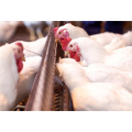 female chain feeding poultry