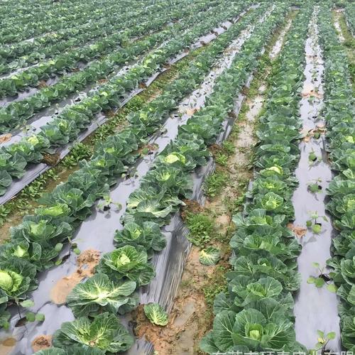 Plastic Mulch Film for Agricultural Vegetable Film