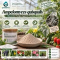 مسحوق الميكروبات Ampelomyces quisqualis لإدارة البياض الدقيقي