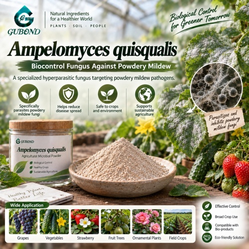مسحوق الميكروبات Ampelomyces quisqualis لإدارة البياض الدقيقي