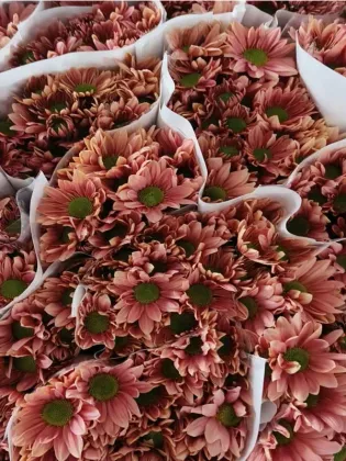 Champagne Salmon spray chrysanthemum