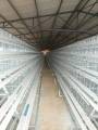 120 Chicken Automatic Poultry Layer Cages System