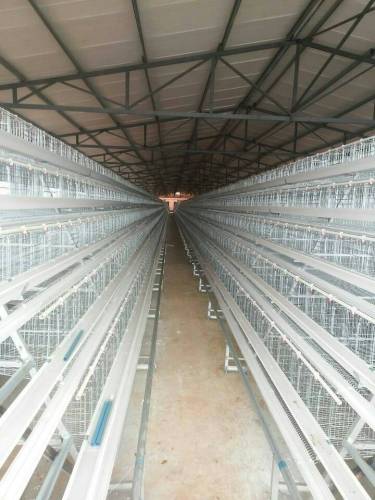 Sangkar ternakan ayam daging secara automatik dalam Keneya kapasiti 60-80