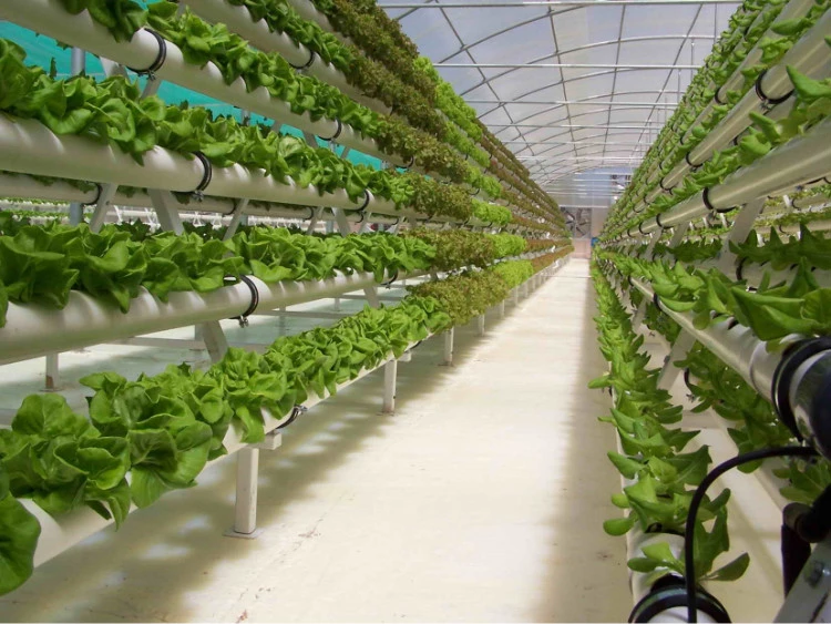 A frame hydroponic