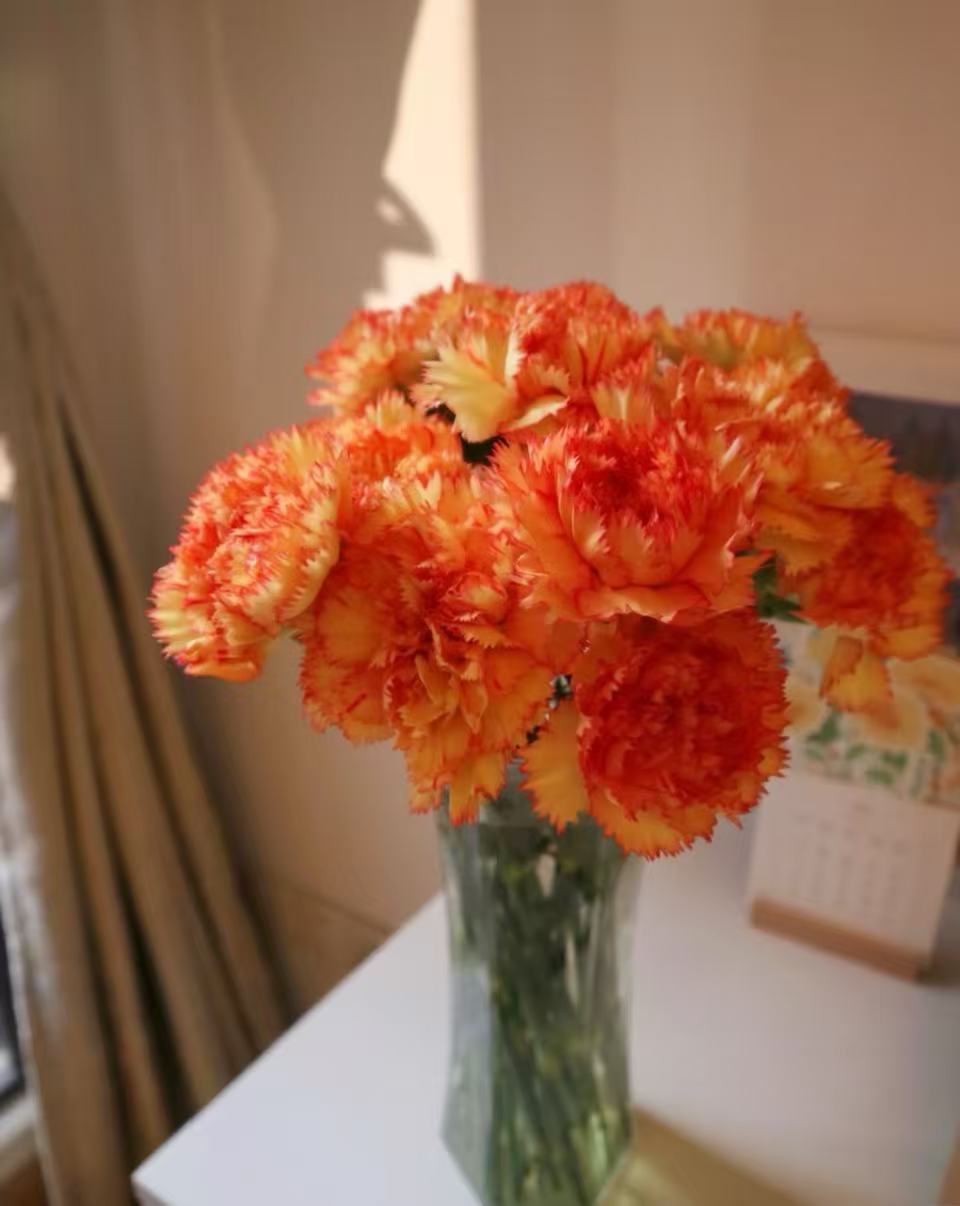 Single-headed　Carnation Carnival７