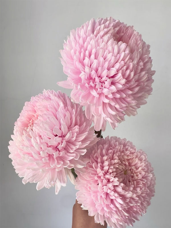 light pink ping-pong chrysanthemum4