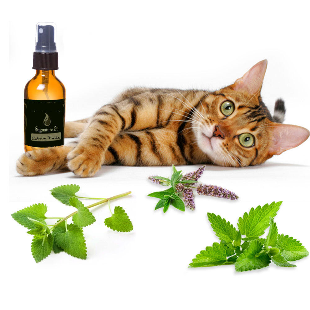 Wholesale 100% pure catnip essential oil bulk price