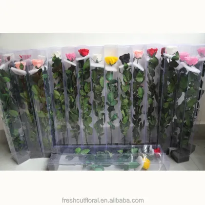 Wholesale Yellow Preserved Roses with Stem - Rainbow