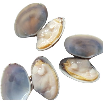 Prodotti di vongole per bambini cucinati congelati | Frutti di mare online