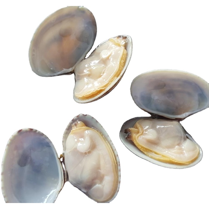 Gefroren gekochte Baby Muschelprodukte | Meeresfrüchte online