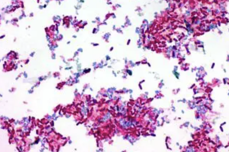 High Purity Bacillus Pumilus