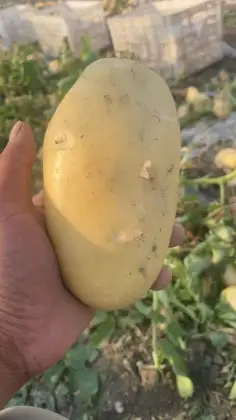 Premium Yellow Skin Yellow Flesh Potatoes