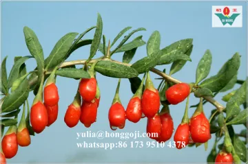 Gou Qi Top Grade Low Price Dried Fruit Goji