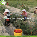 Kilo Kaybı Doğal Kurutulmuş Beslenme Tibet Goji