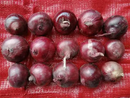 2020 Fresh Red Onion