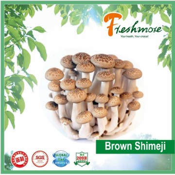 Browm Shimeji Mushrooms