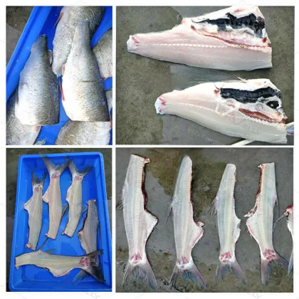 Commercial Perch and Grouper Fish Fillet Processing Machine