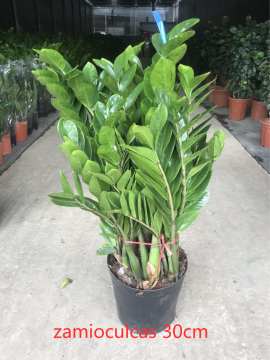 hot sale Zamioculcas zamiifolia 300#