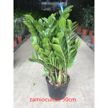 ขายร้อน zamioculcas zamiifolia 300#