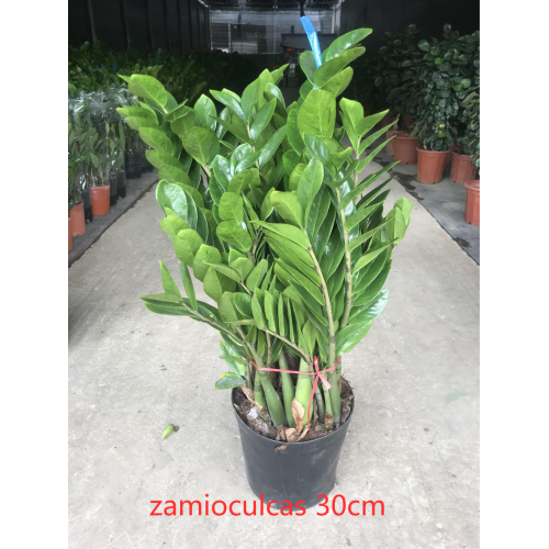 hot sale Zamioculcas zamiifolia 300#