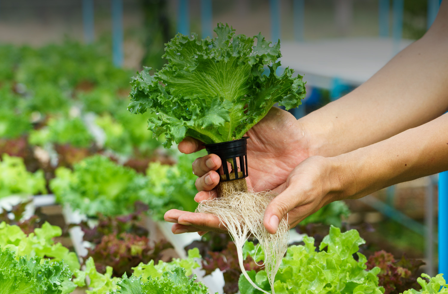 hydroponics Central Coast