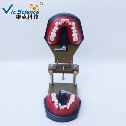 Dental Orthodontic Teeth Typodont model