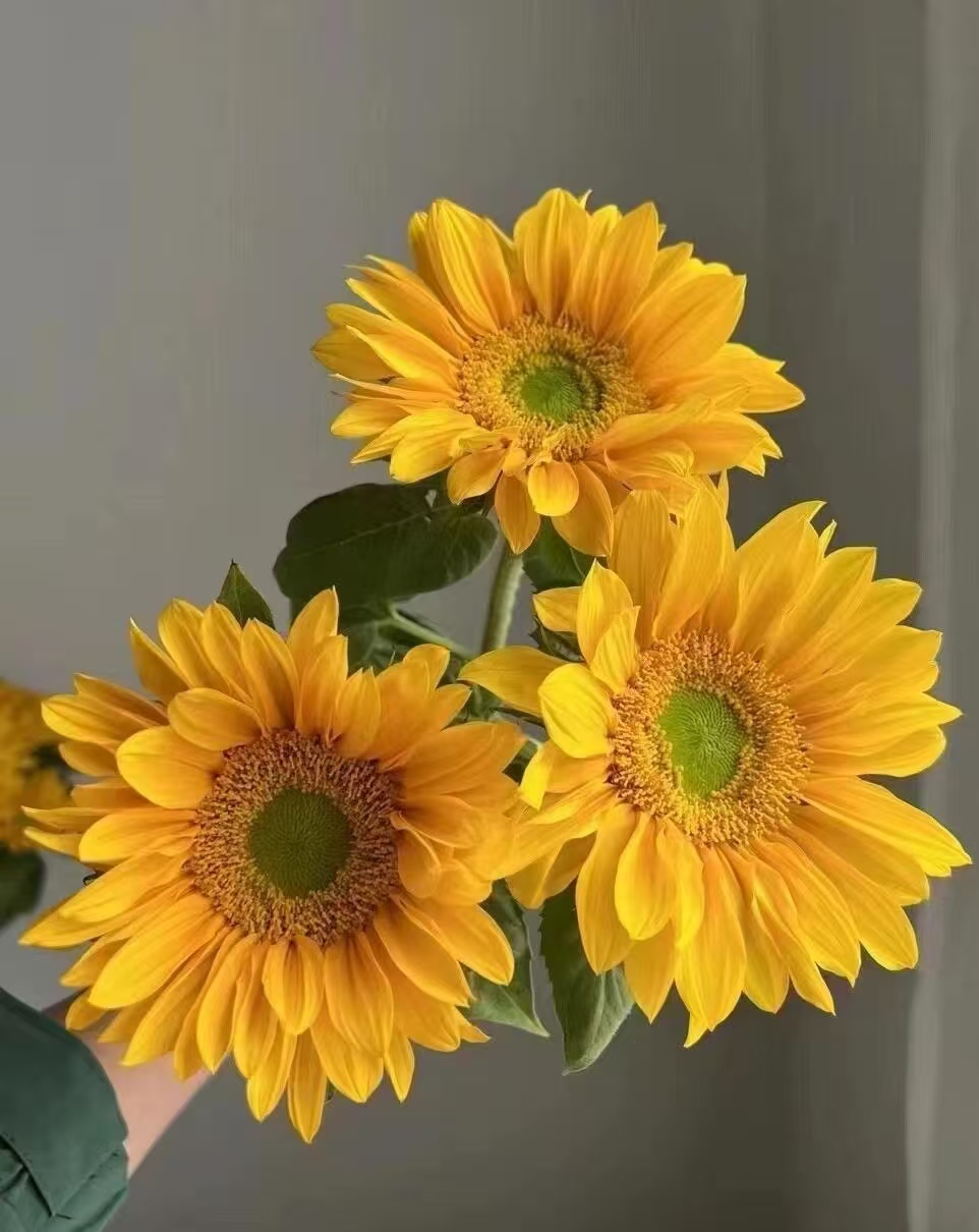 Green Center Sunflower