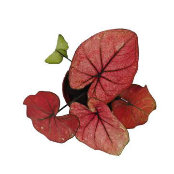 Caladium C13 좋은 가격