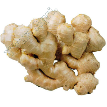 Fat Ginger of New Season