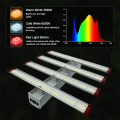 Planta de cannabiss interna Crescendo 640W LED CROVE LUZ