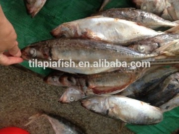 Fresh fat atlantic horse mackerel fish