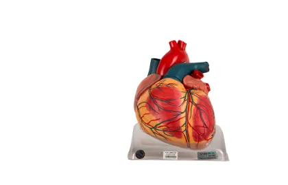 Adult Human Heart Anatomical Model for Medical Science and General Doctors