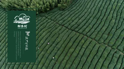 Health Fitness Mulberry Leaf Green Tea